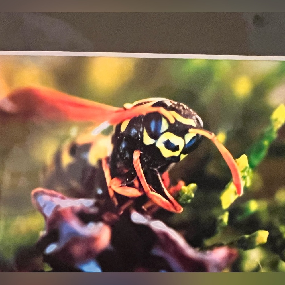Bumblebee Portrait - Picture 3 of 4